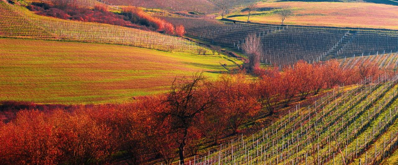 Vinitaly 2019 Tutela Made in Italy settore vitivinicolo 1